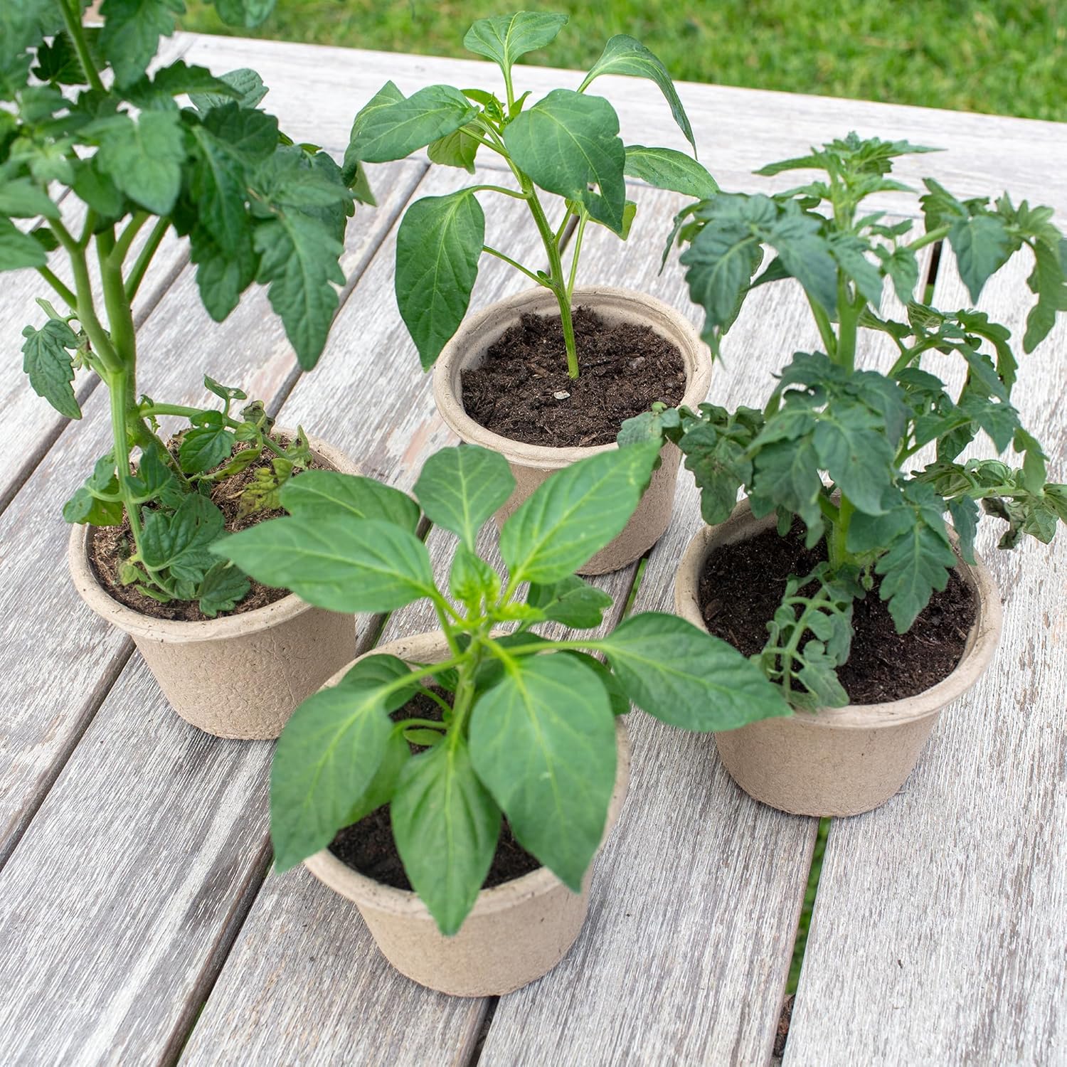 Organic & PLANTABLE 4.25" Wide Seed Starting POTS (8 CT)