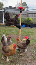 Freestanding Chicken Perch
