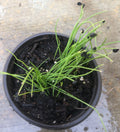 20+ Brown Root Garlic Chive Plants, Herbs, Organic Grow