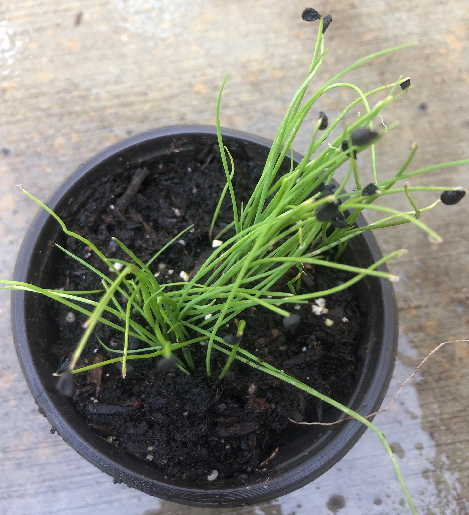20+ Brown Root Garlic Chive Plants, Herbs, Organic Grow