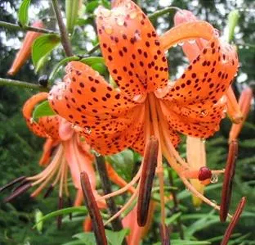 Tiger Lily Bulbs - Lilium lancifolium - Orange flowers with reflexed petals & black spotting - 4ft tall Plants - Hardy Perennial - Zones 3-9
