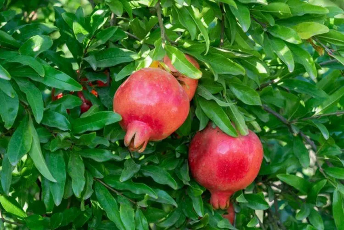 Free Shipping - Pomegranate (5) Cuttings from Mature Tree Plant