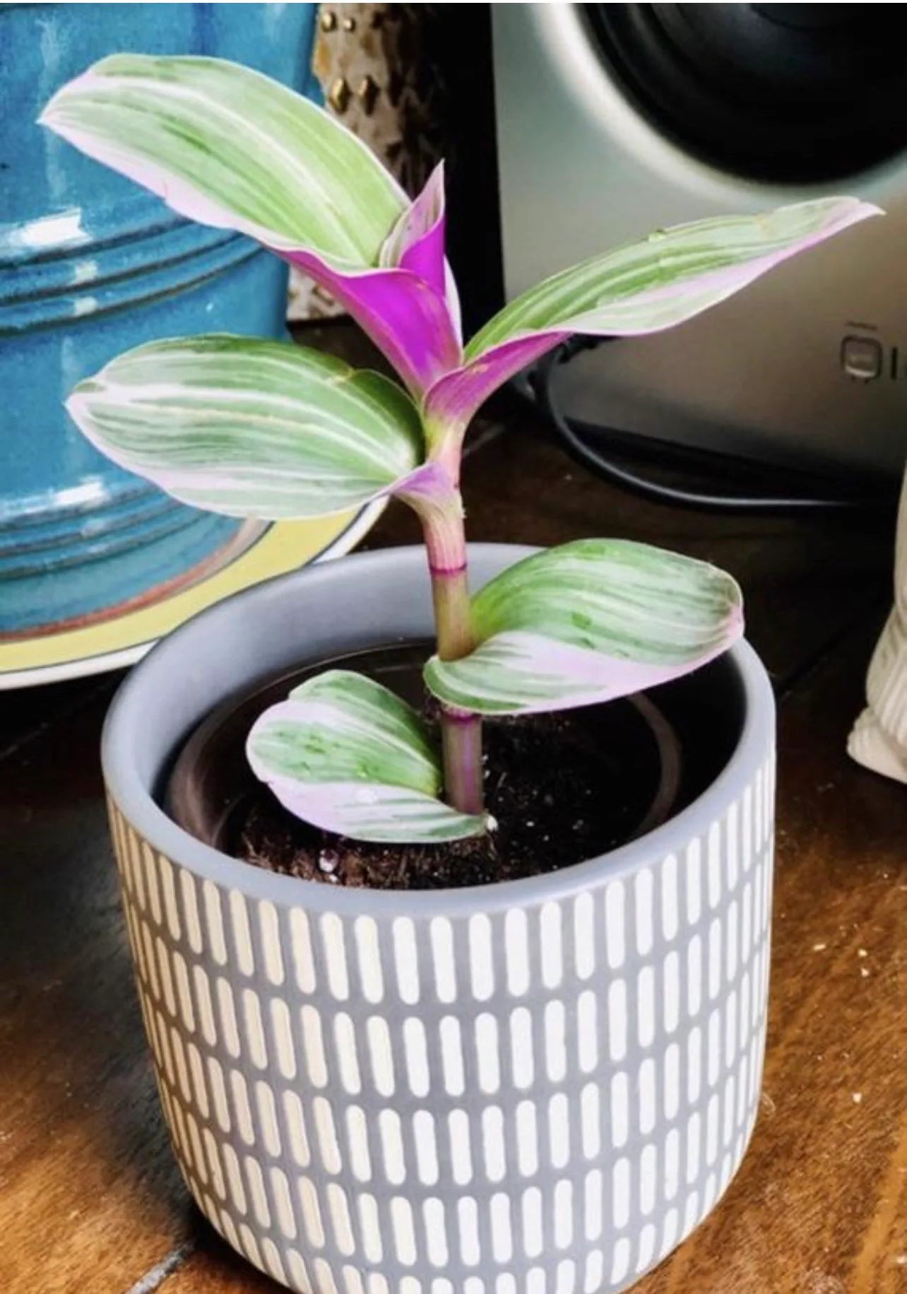 Rare Tradescantia Nanouk Lilac Plant | Rare Tradescantia Pot | Rare Pink Wandering Jew  | Easy care hardy indoor houseplant in a nursery pot