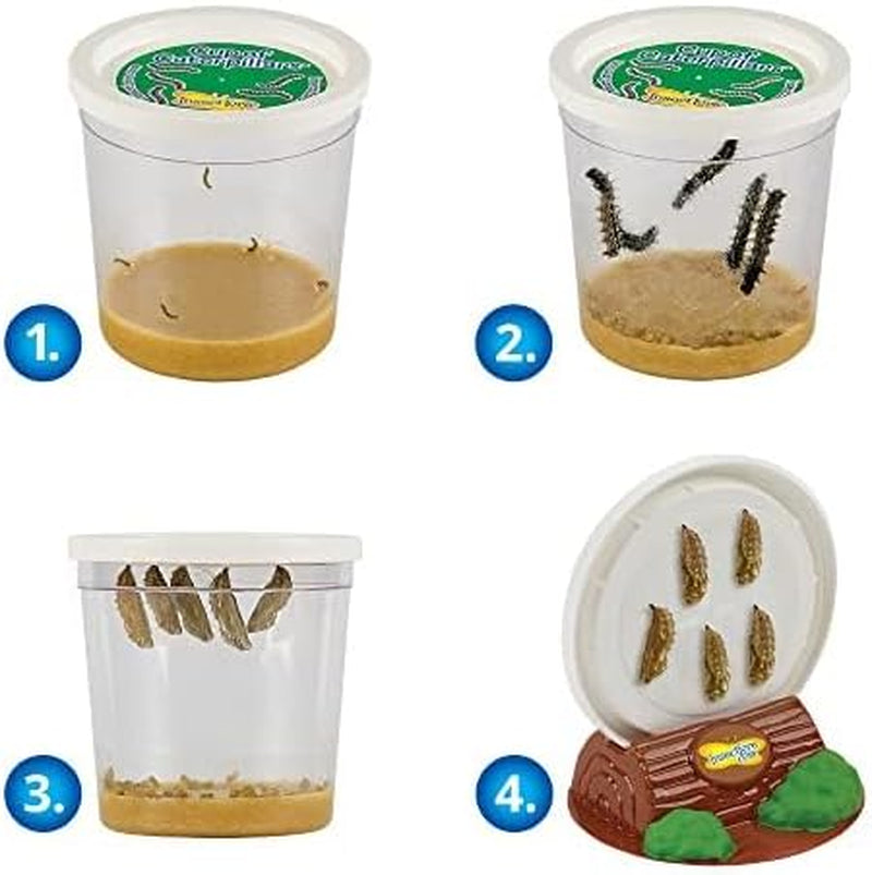 Butterfly Garden Home School Kit | Live Cup of Caterpillars | Ultra-Clear Observation Dome | Fold-Out Life Cycle Panel | STEM Butterfly Journal | Raise Painted Lady Butterflies