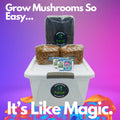 Mushroom Growing Kit - Rye Grain Spawn Bags Substrate + Monotub Grow Like Magic