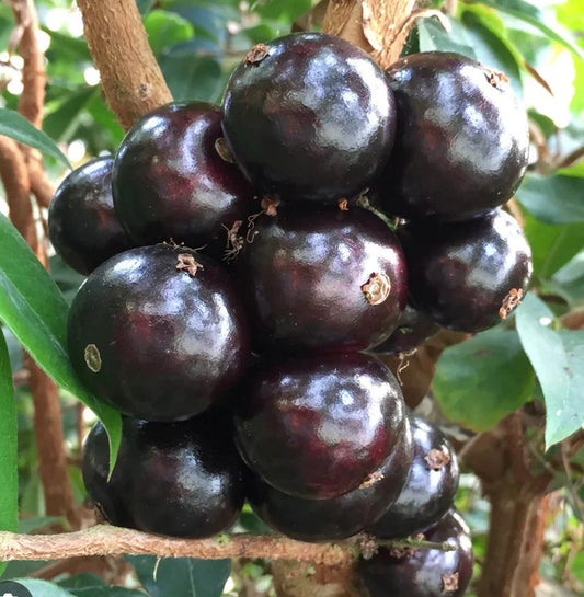 Myrciaria cauliflora Precoce dwarf Jaboticaba Fruit Tree in 4" Pot