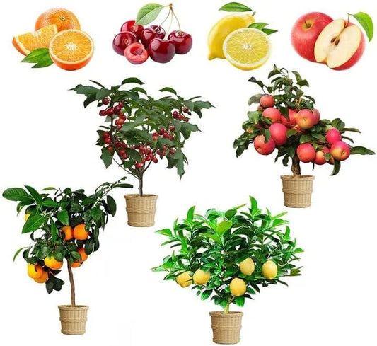 Dwarf Bonsai Fruit Tree Seeds: Lemon, Cherry, Apple, Orange - 4 Pack