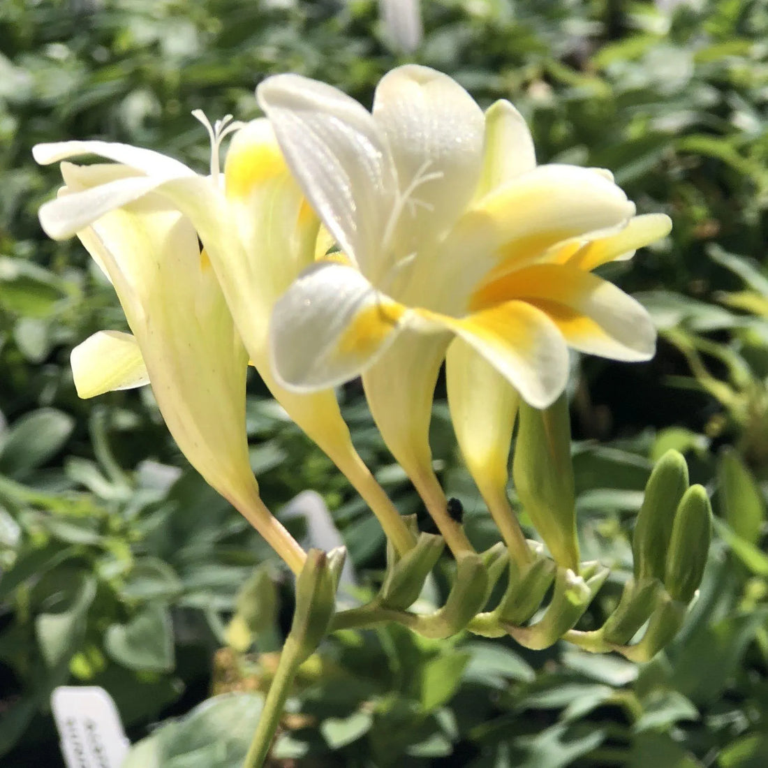 Freesia Heirloom Antique Alba 15 Flower Bulbs, Fragrant Spring Blooms Full Sun Outdoor Zones 9-11