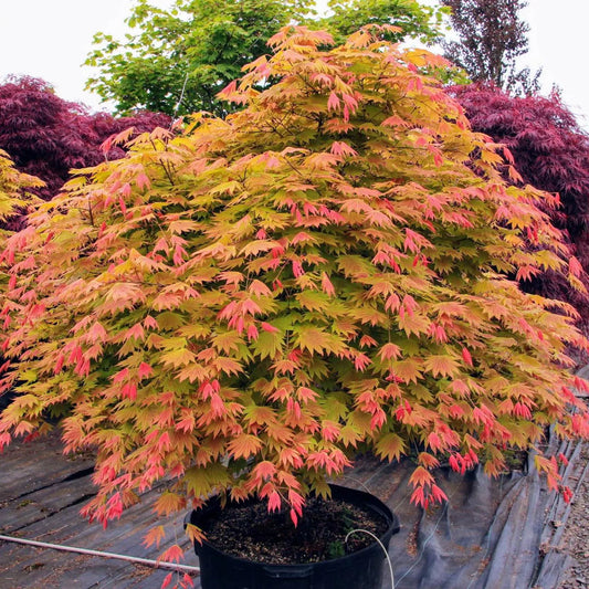 Moonrise Full Moon Japanese Maple Tree (Acer Shirasawanum 'Moonrise') Seeds - NEW FOR FALL 2024