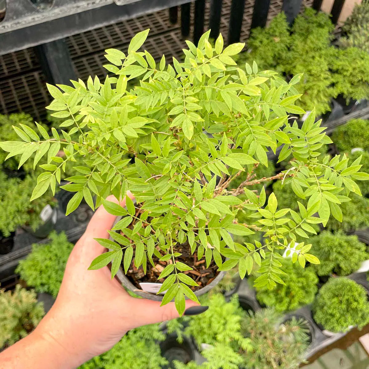 Pre-Bonsai, Hime Fuji Dwarf Wisteria, Live Plant - 4" Growers Pot