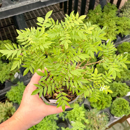 Pre-Bonsai, Hime Fuji Dwarf Wisteria, Live Plant - 4" Growers Pot
