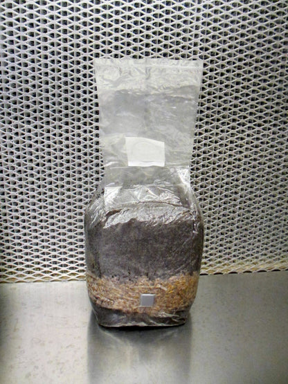 All In One LARGE 4 LB Mushroom Grow Bag - Dung Lovers Substrate & Injection Port