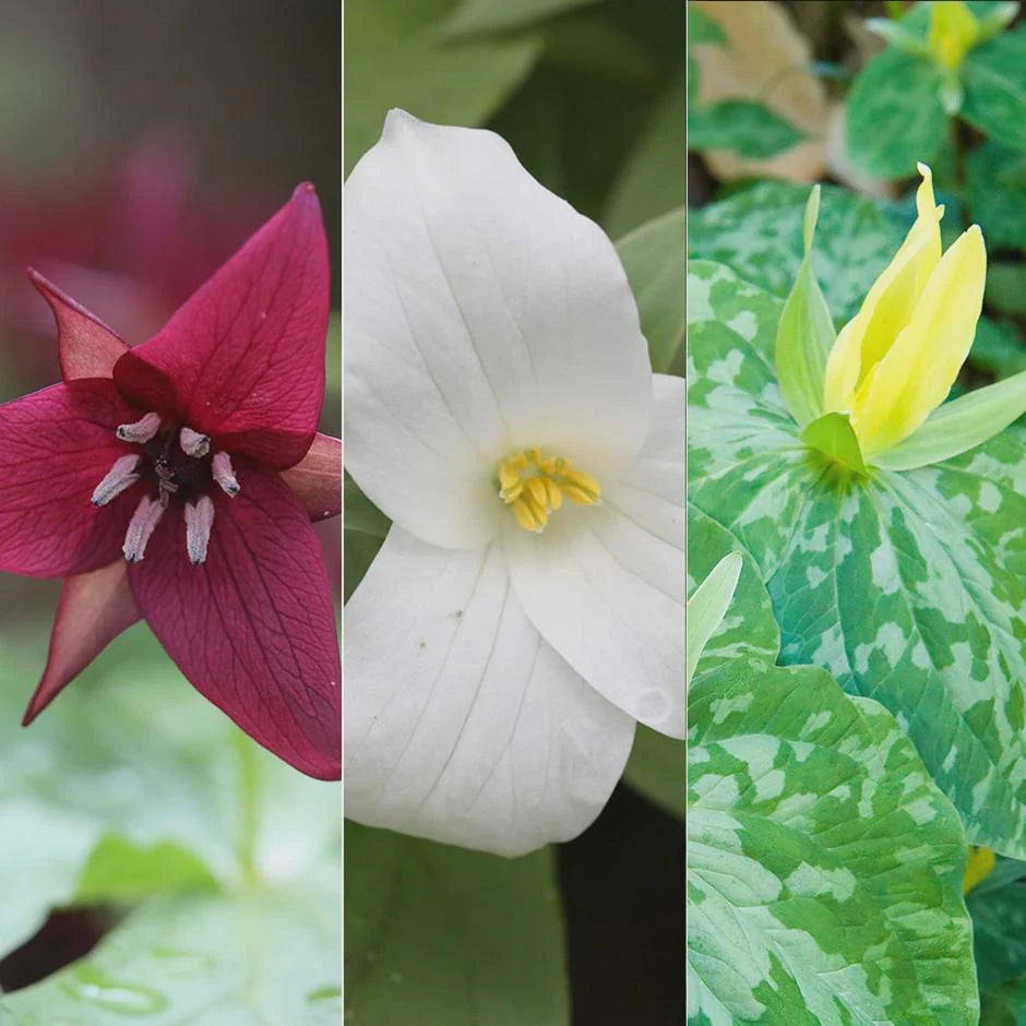 Mixed Trillium | Bulbs