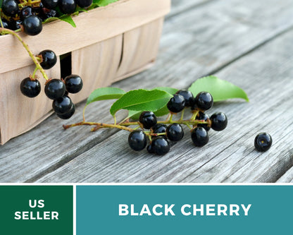 Cherry, Black (Cherry Tree) - 15 Seeds - Heirloom Fruit - Open Pollinated - Non-GMO (Prunus serotina)