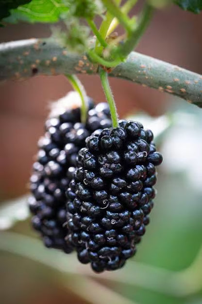 Mojo Dwarf Mulberry Tree: Compact Patio Fruit Tree (4" Pot)