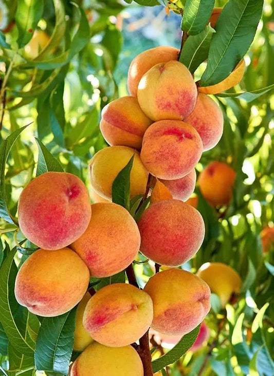 Peach Tree, Tropic Beauty Peach tree, Grafted in half gallon Pot