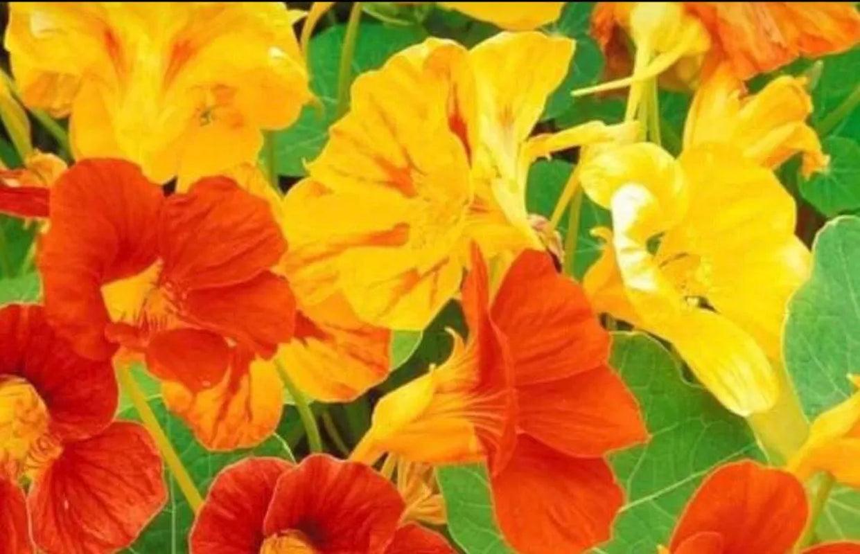 2 Nasturtiums live plants in a 4” pot/ edible flower nasturtiums/ kaleidoscope mix/ NON-GMO