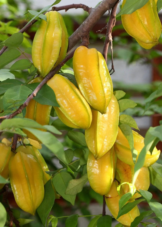 Free shipping - Grafted Golden sour Star Fruit (Averrhoa Carambola) tree - 3ft - ship in 3 gallon pot