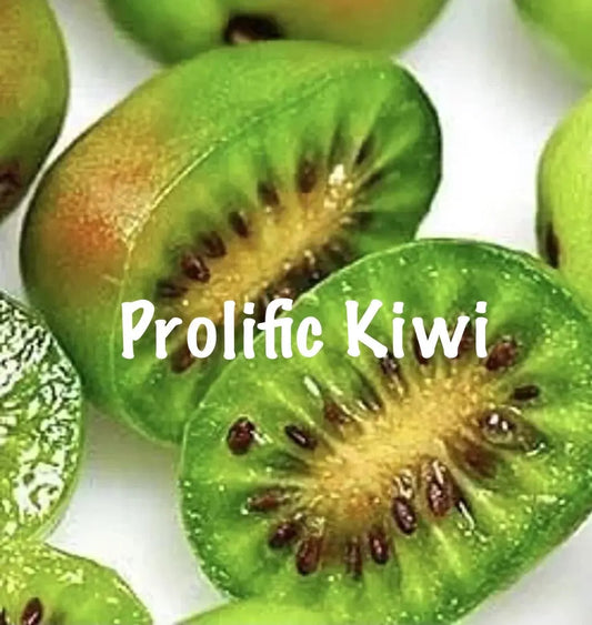2 Prolific Cold-Hardy Kiwi Plants – Self-Fertile Vine – Fast Growing & Heavy Producing – Live Plant NO FUZZ!