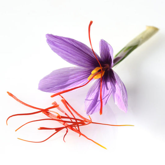 Saffron Crocus Corms for Planting – Large Corms – Purple Blooms – Perennial Bulbs for Outdoor Planting That Produce The Saffron Spice