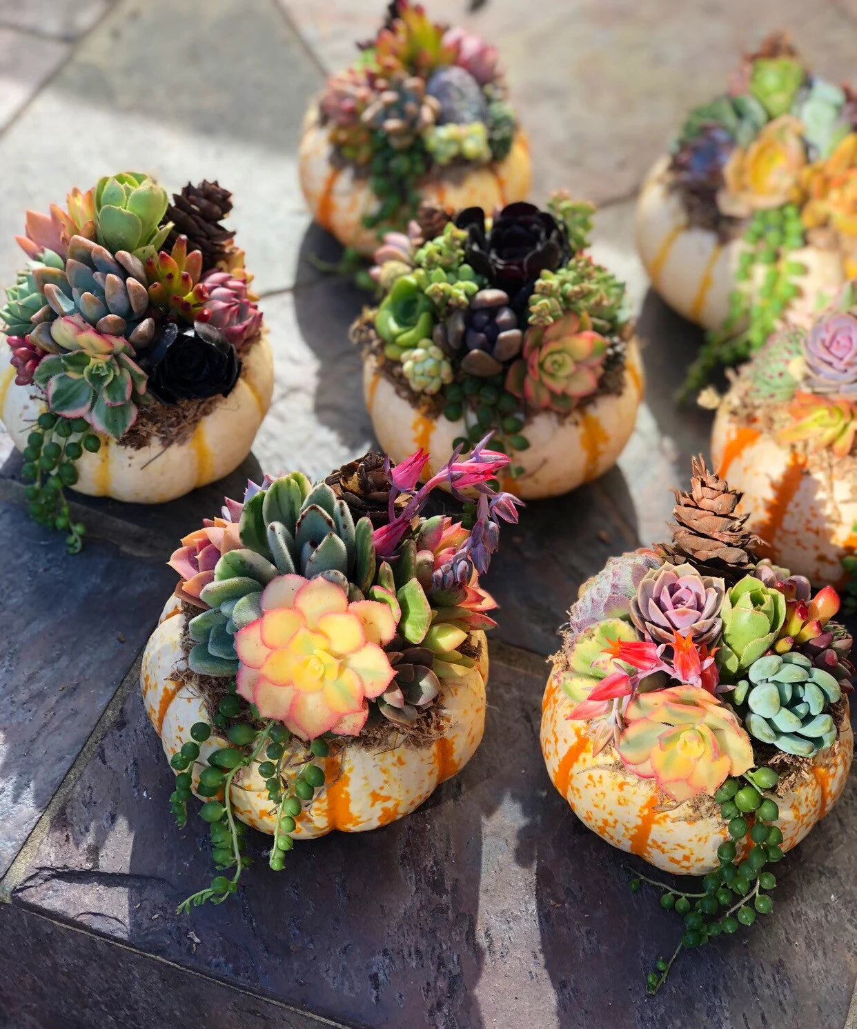 Succulent Pumpkin Tiger Striped Fall / Autumn Decor / Real Pumpkin & Succulents