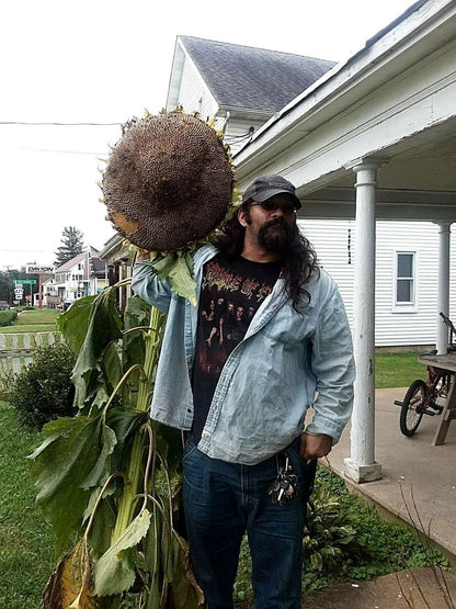 Godzilla Sunflower Seeds - Massive Heads