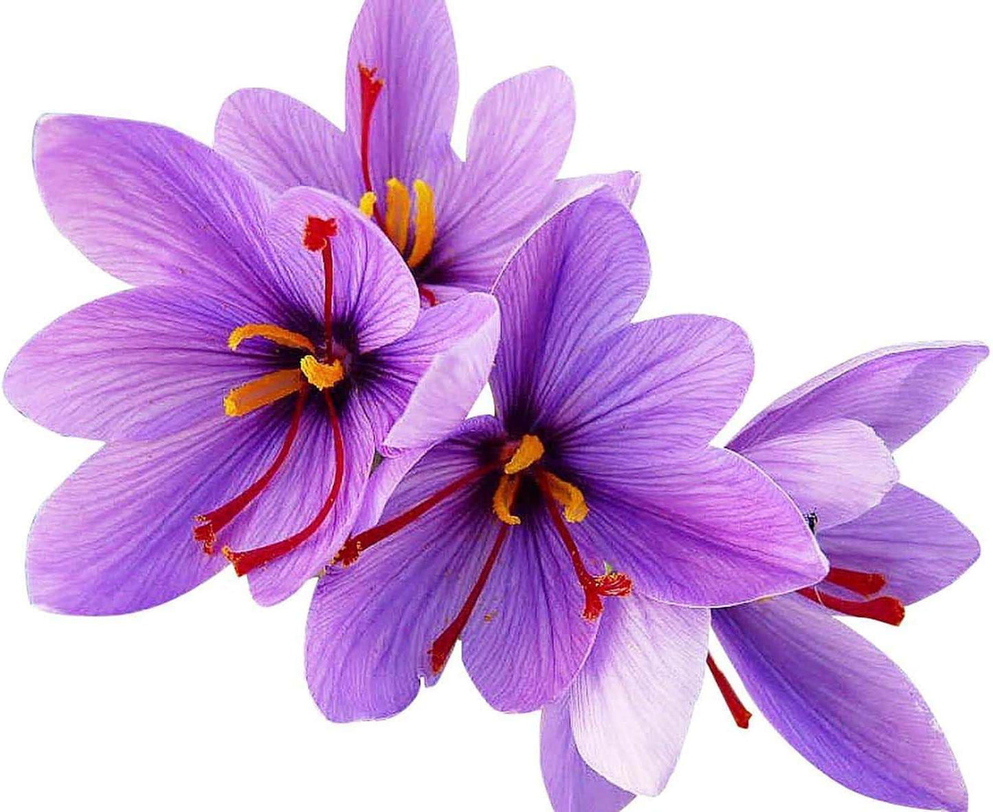 Saffron Crocus Corms for Planting – Large Corms – Purple Blooms – Perennial Bulbs for Outdoor Planting That Produce The Saffron Spice