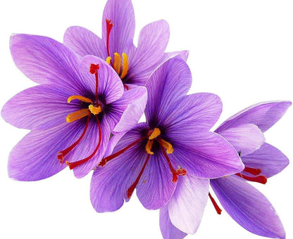 Saffron Crocus Corms for Planting – Large Corms – Purple Blooms – Perennial Bulbs for Outdoor Planting That Produce The Saffron Spice