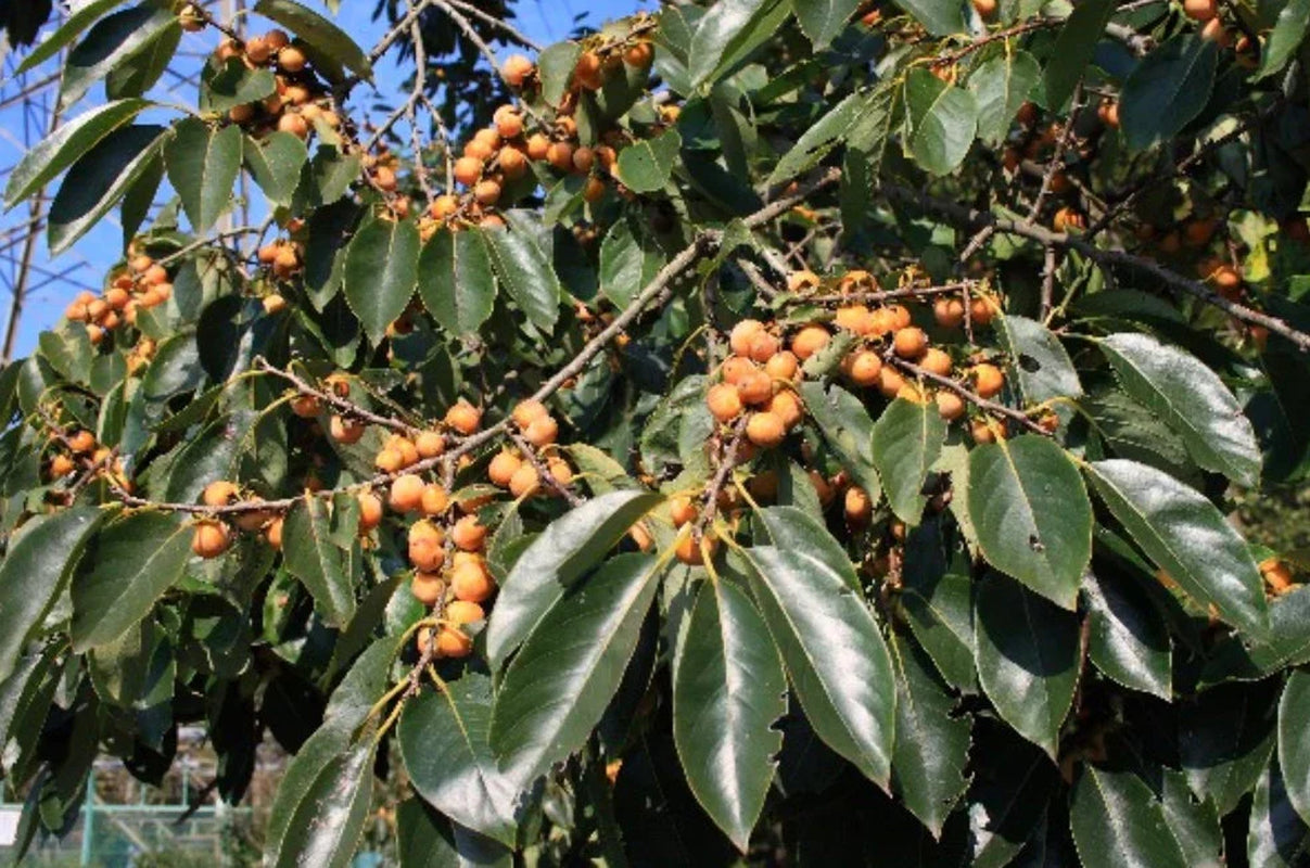 5 Japanese Persimmon Tree Seeds Asian Diospyros Kaki Fruit Tree Seeds - NON GMO