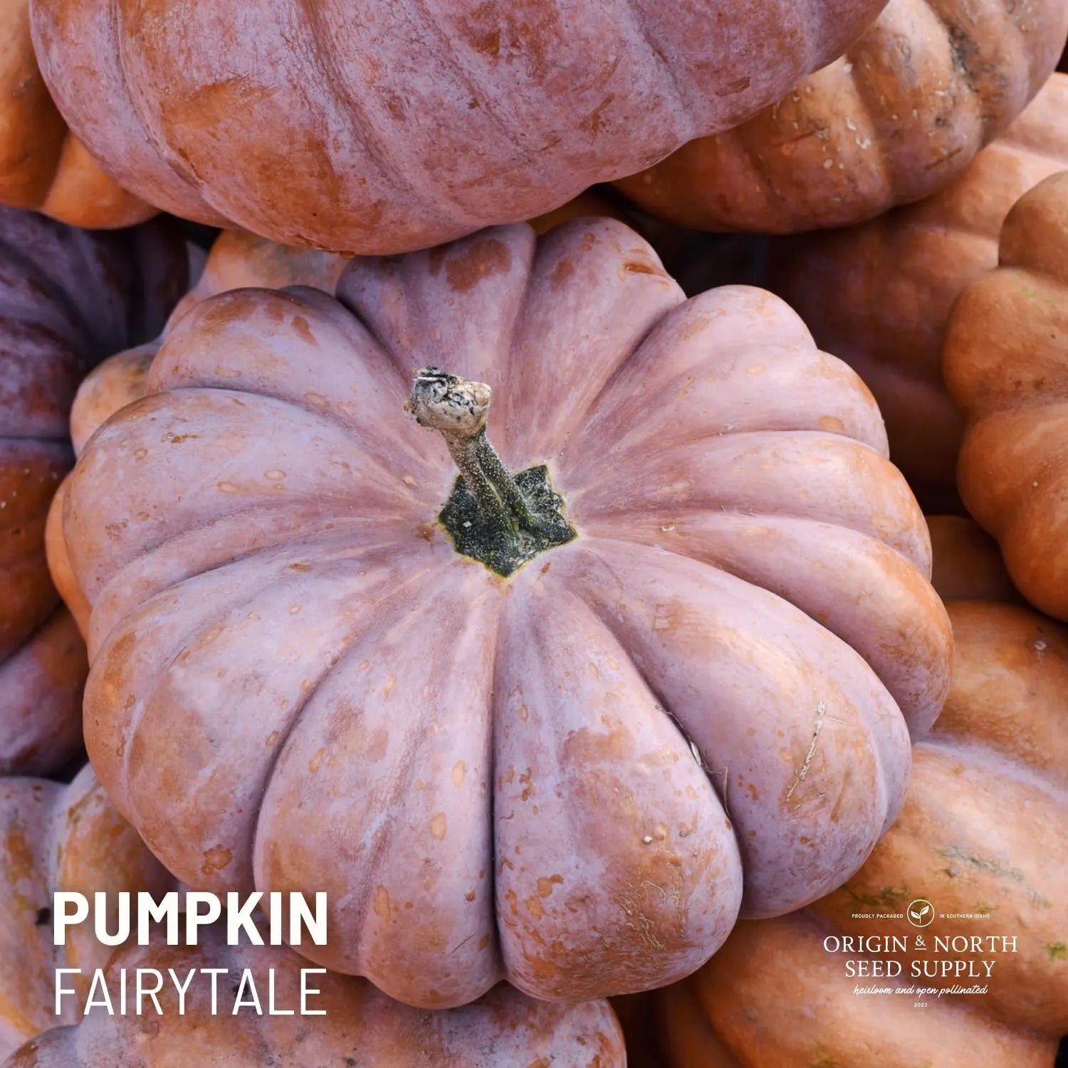 Pumpkin Fairytale  x 15 Seeds