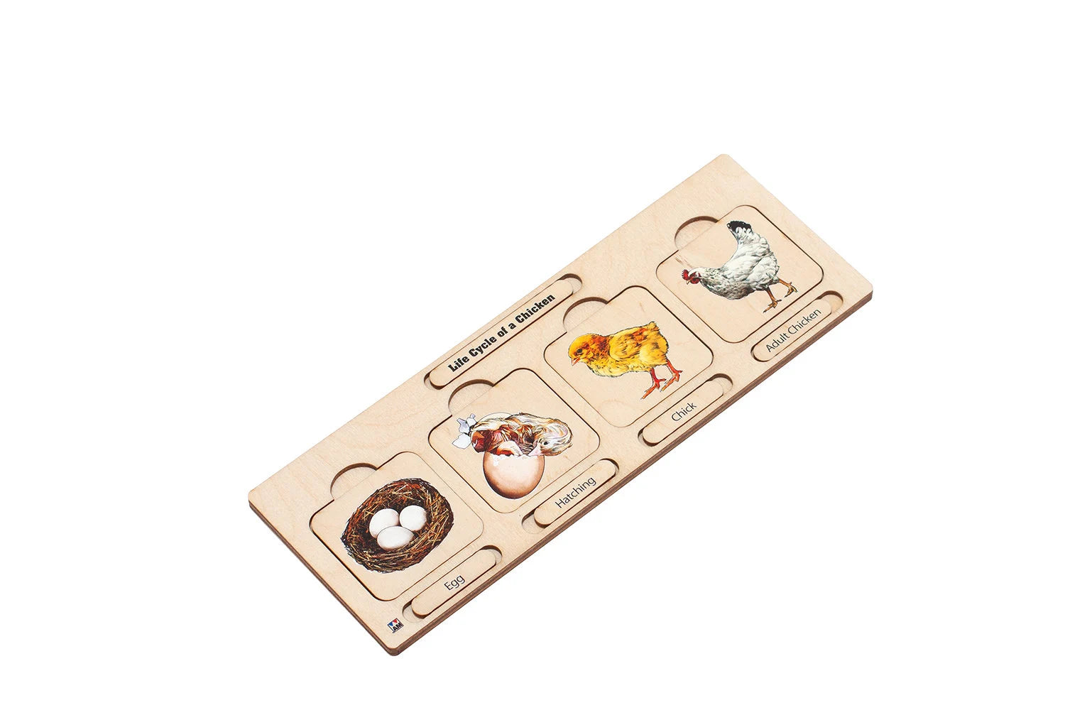 Wooden Life Cycle of a Chicken | Life Cycle Set: Chicken | Chicken Model | Life of a Chicken