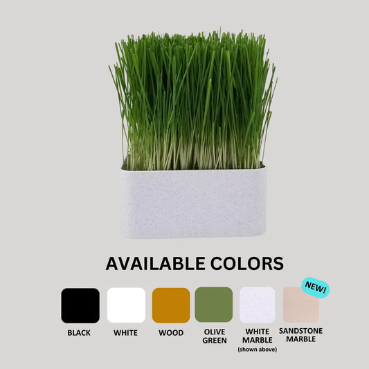 Organic Wheat Grass Grow Kit - Easy Grow Wheat Grass with Decorative Planter