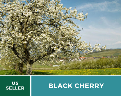 Cherry, Black (Cherry Tree) - 15 Seeds - Heirloom Fruit - Open Pollinated - Non-GMO (Prunus serotina)