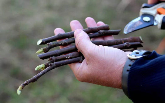 Fresh Celeste Fig Cuttings: Sweet Southern Heirloom Variety