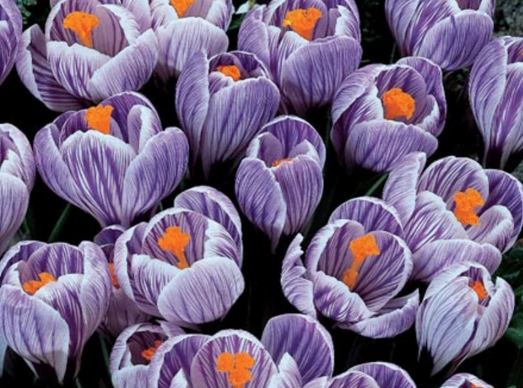 8 Purple Passion Giant Perennial Crocus Bulbs Large Flowering 'Stunning Colors Deer Resistant  Spring Flowers Grow Outside or Force Inside.