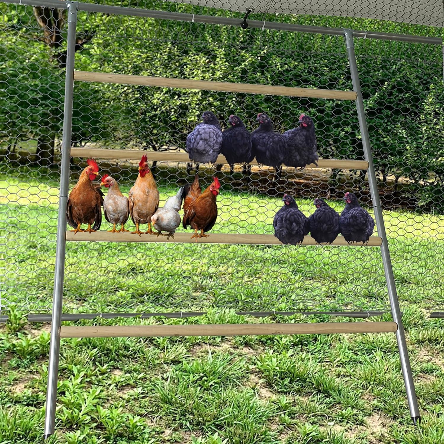 Chicken Perch Set for Chicken Coop, Chicken Roosting Ladder Sturdy and Easy Assembly Galvanized and Log Material, Chicken Roost Perfect for Backyard Poultry Funny Chicken Toys (40" W x 55" H)