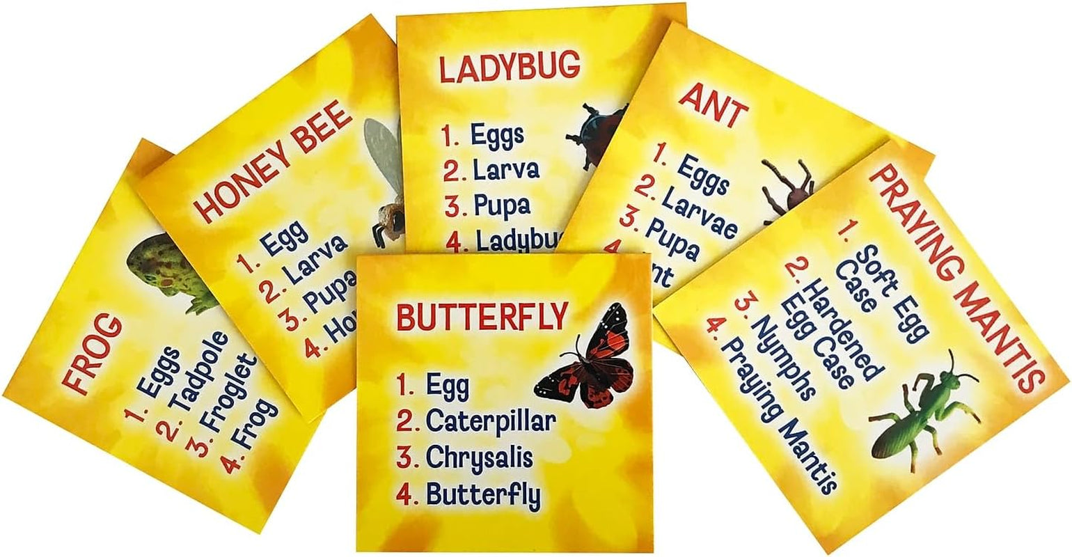 's Life Cycle Figurines 24 Pc Set | Butterfly, Ladybug, Frog, Honey Bee, Ant and Praying Mantis | 4 Stages Per Insect, 24 Figurines Total