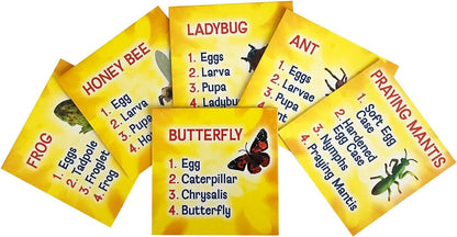 's Life Cycle Figurines 24 Pc Set | Butterfly, Ladybug, Frog, Honey Bee, Ant and Praying Mantis | 4 Stages Per Insect, 24 Figurines Total