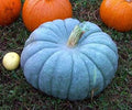 Jarrahdale, Pumpkin, Winter squash, Organic Heirloom Vegetable & Herb Seeds Non-GMO Rare Seed Varieties Bulk Pollinator-Friendly Garden Seed