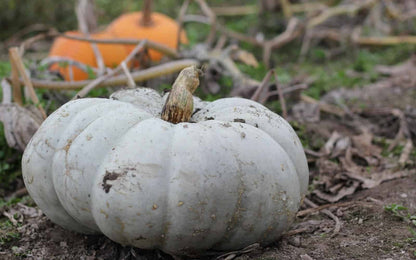 Jarrahdale, Pumpkin, Winter squash, Organic Heirloom Vegetable & Herb Seeds Non-GMO Rare Seed Varieties Bulk Pollinator-Friendly Garden Seed