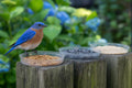 Bluebird perched on a clear dish of dried mealworms on a garden fence post