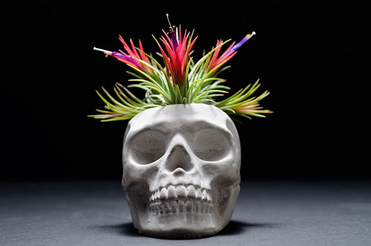 Sugar Skull Planter - Concrete |  Plant Pot, Indoor House Plant, Air Plants, Tillandsia, Succulent, Science Gothic Halloween Decor