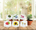 Seeds Terracotta Mini Grow Pots 6-Pack – Indoor Gardening Seed Starter Kit with Herbs & Flowers – DIY Grow Your Own Plants Kit for Beginners