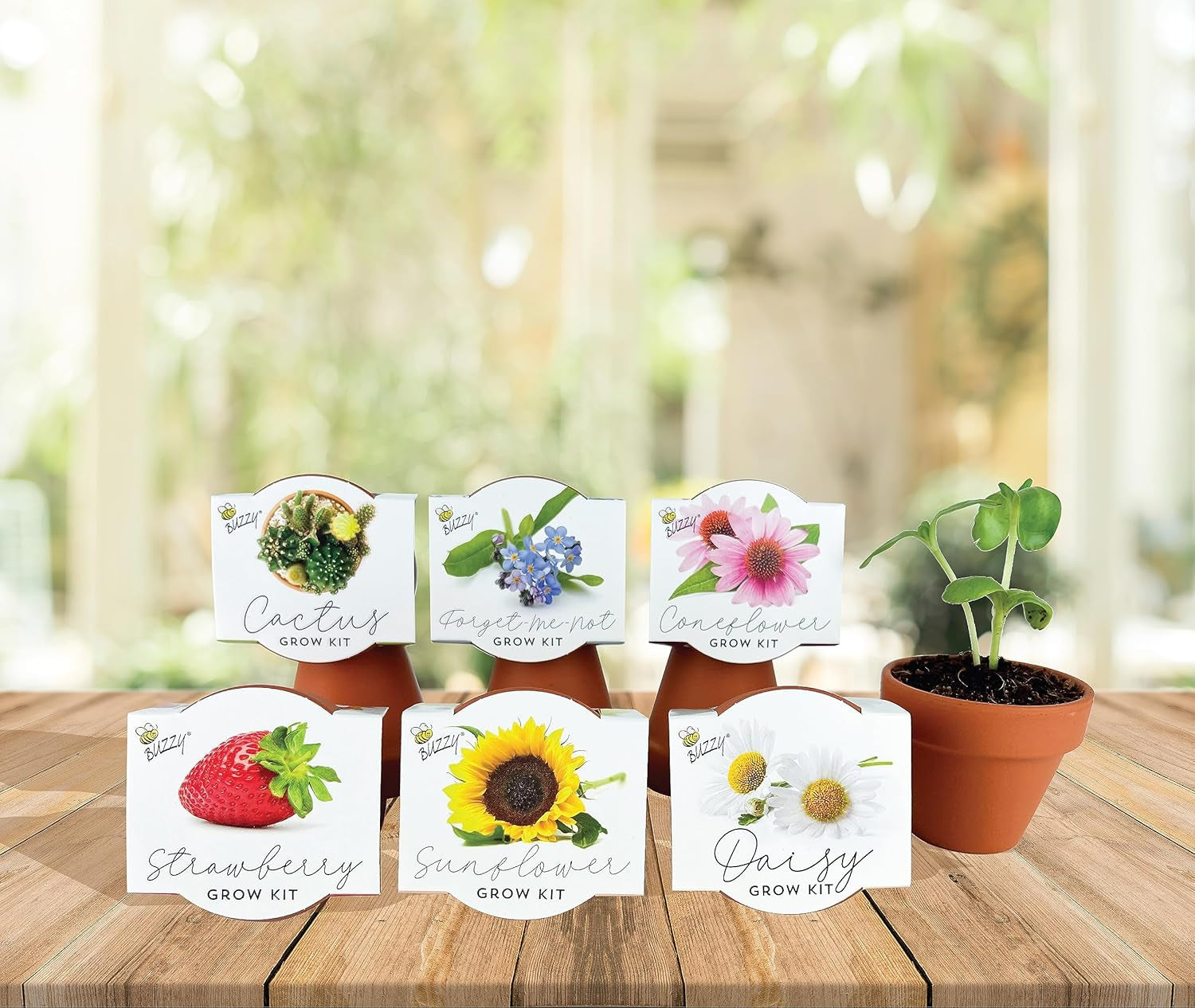 Seeds Terracotta Mini Grow Pots 6-Pack – Indoor Gardening Seed Starter Kit with Herbs & Flowers – DIY Grow Your Own Plants Kit for Beginners