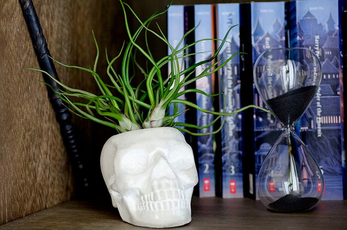 Sugar Skull Planter - Concrete |  Plant Pot, Indoor House Plant, Air Plants, Tillandsia, Succulent, Science Gothic Halloween Decor