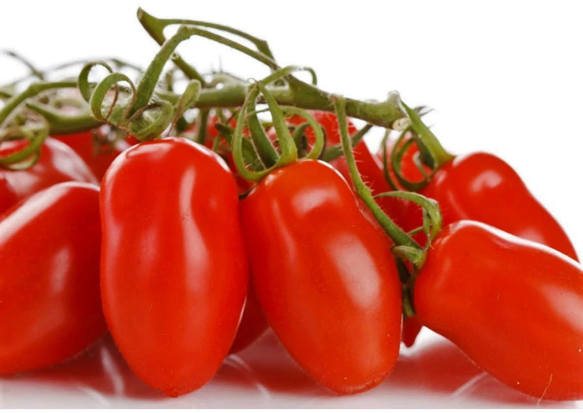 NEW! San Marzano Heirloom Tomato Seeds, Solanum Lycopersicum LY4430