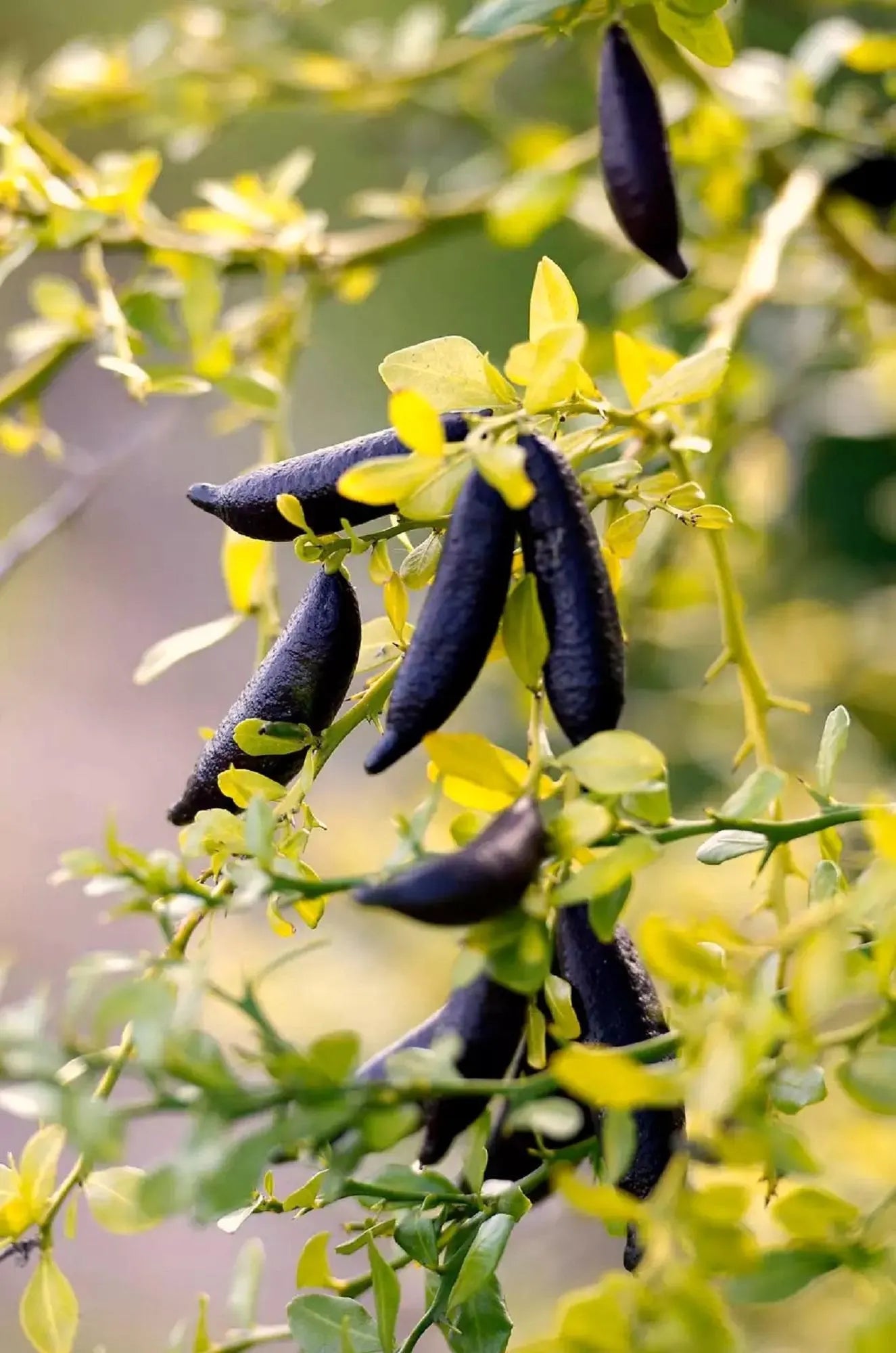 Mixed Finger Lime Seeds: Green, Red, Pink - 20 Heirloom Seeds