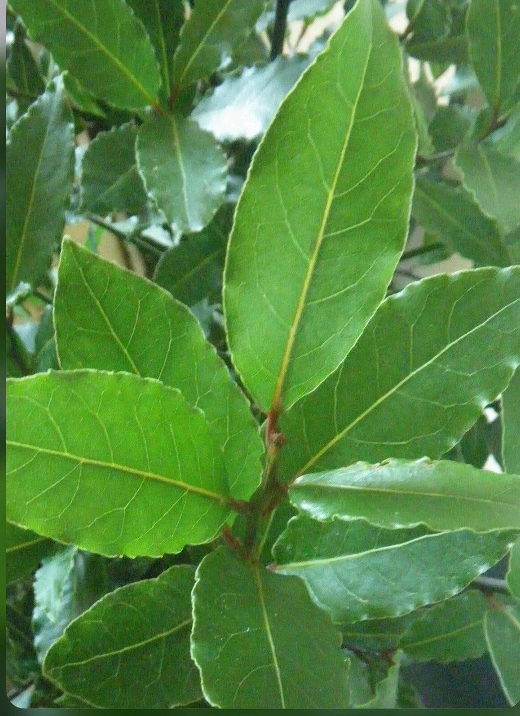 A bay leave tree/Laurus nobilis/live in a 3’’ pot/ 8”-10”high