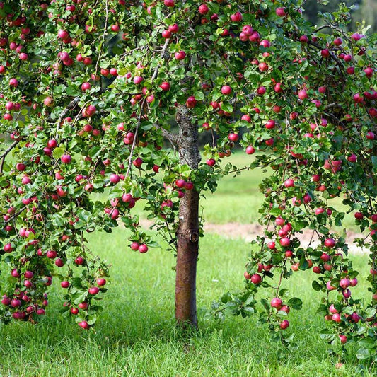 Red Delicious Apple Fruit Tree  Quart Pot 2'' Feet Haight