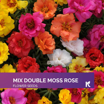2000 PCS - Mix Double Moss Rose Seeds for Planting (Portulaca Grandiflora) - Non-GMO Heirloom Seeds, Purslane Flower Seeds for Planting
